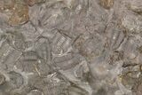 Ordovician Trilobite Mortality Plate (Pos/Neg) - Morocco #194177-1